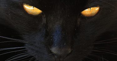 חתול שחור בחלום