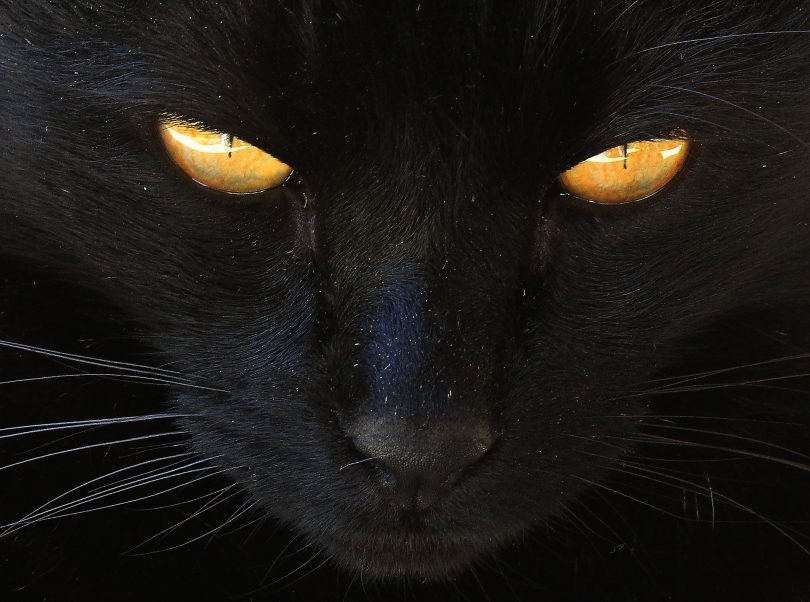 חתול שחור בחלום